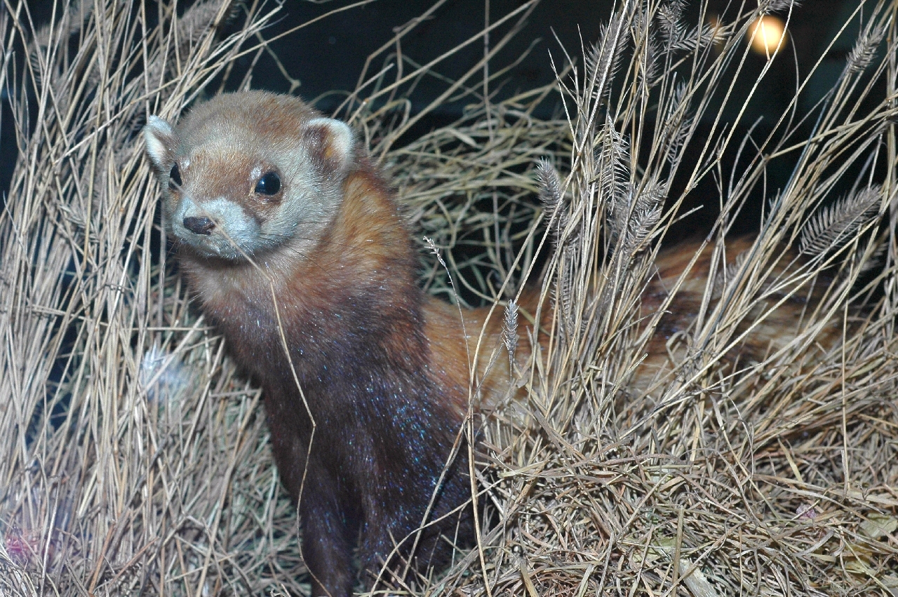 Steppe Polecat (Mustela eversmanii)' s description in the exhibition of